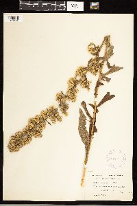 Solidago squarrosa image