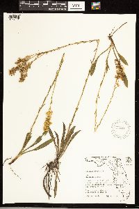 Solidago stricta image