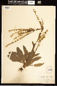 Solidago stricta image