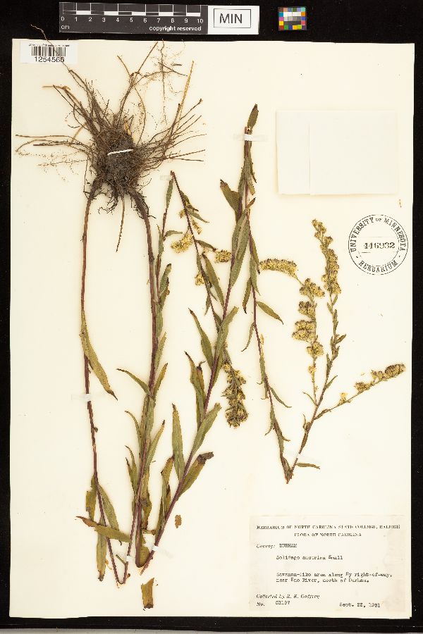 Solidago stricta subsp. gracillima image