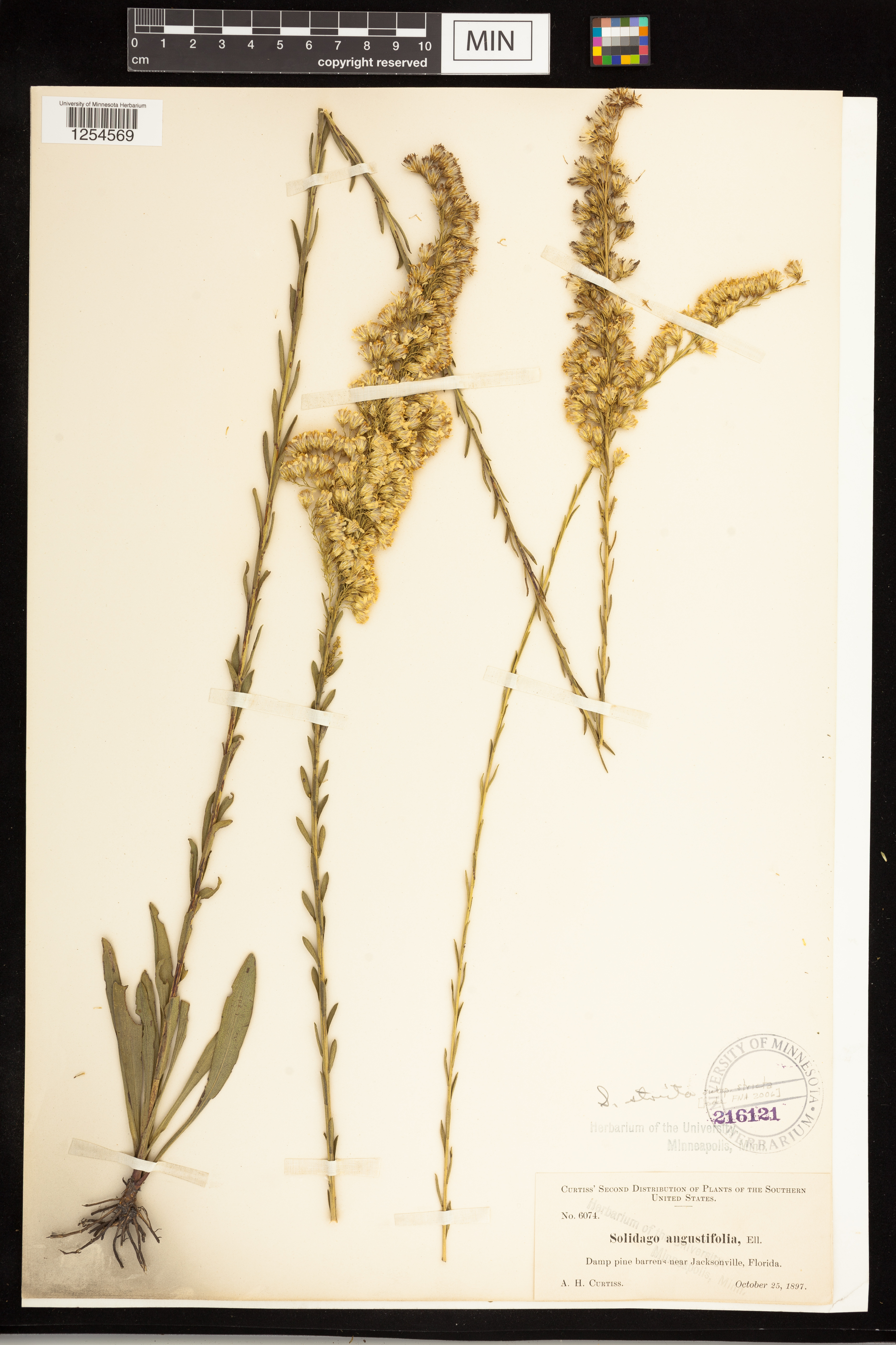 Solidago stricta subsp. stricta image