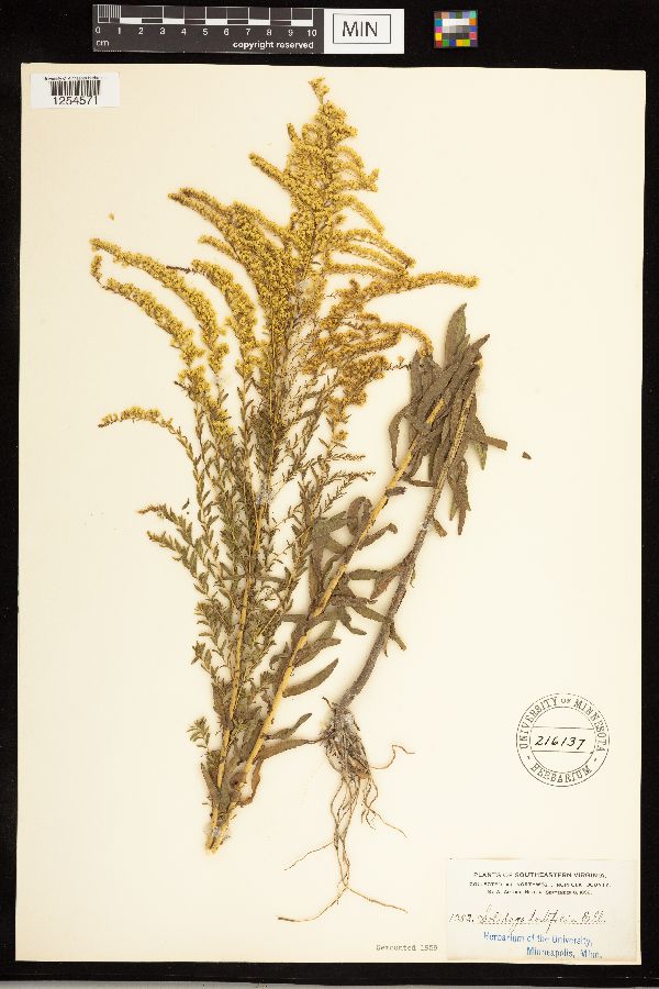 Solidago tortifolia image