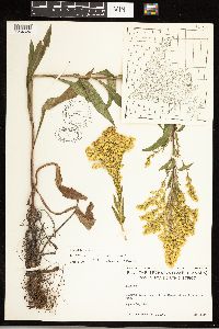 Solidago uliginosa image