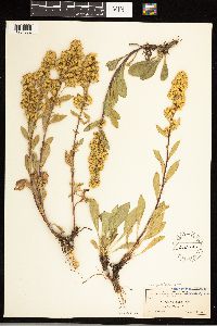 Solidago uliginosa image