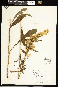 Solidago uliginosa image