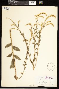 Solidago ulmifolia image