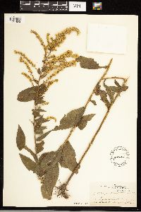 Solidago ulmifolia image