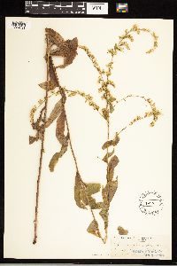 Solidago ulmifolia image