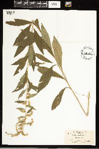 Solidago ulmifolia image