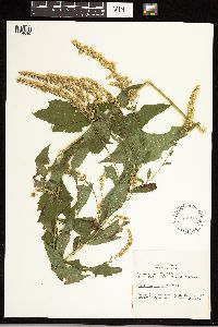 Solidago ulmifolia image