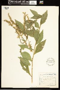 Solidago ulmifolia image