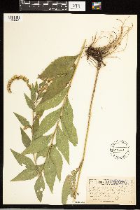 Solidago ulmifolia image