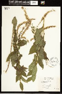 Solidago ulmifolia image