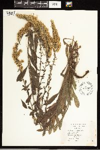 Solidago ulmifolia image