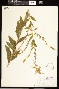 Solidago ulmifolia image