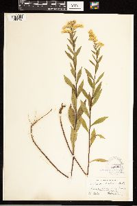 Solidago ulmifolia image