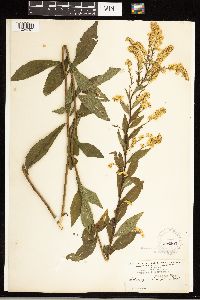 Solidago ulmifolia image