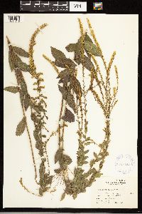 Solidago ulmifolia image