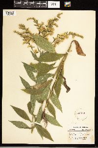 Solidago ulmifolia image