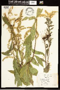 Solidago ulmifolia image