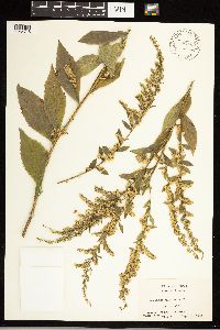 Solidago ulmifolia image