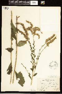 Solidago ulmifolia image