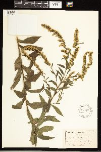 Solidago ulmifolia image