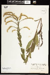 Solidago ulmifolia image