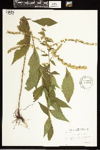 Solidago ulmifolia image