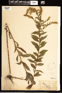 Solidago ulmifolia image