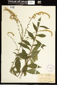 Solidago ulmifolia image