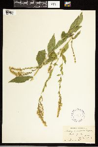 Solidago ulmifolia image