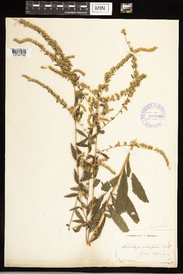 Solidago ulmifolia image