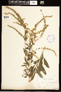 Solidago ulmifolia image