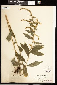 Solidago ulmifolia image