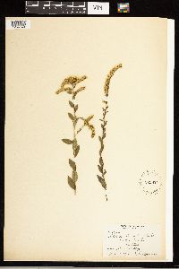 Solidago ulmifolia image