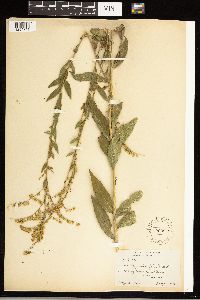 Solidago ulmifolia image