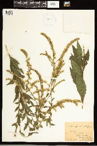 Solidago ulmifolia image