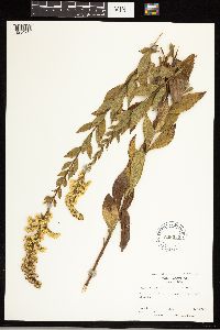 Solidago latissimifolia image