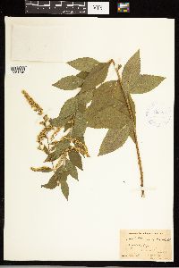 Solidago ulmifolia image