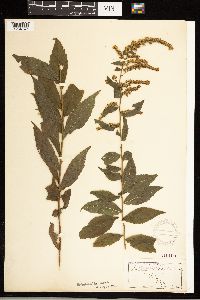 Solidago ulmifolia image