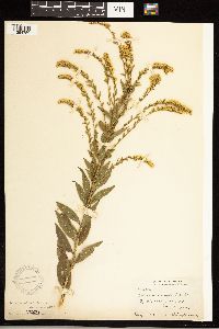 Solidago ulmifolia image