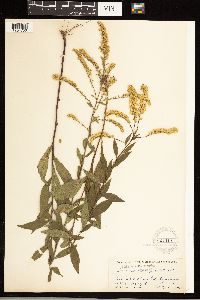 Solidago ulmifolia image