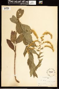 Solidago ulmifolia image