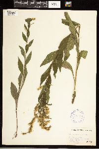 Solidago ulmifolia image