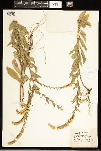 Solidago ulmifolia image