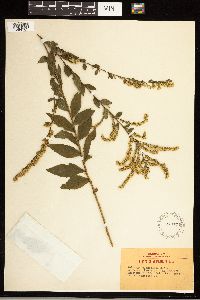 Solidago ulmifolia image