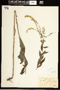 Solidago ulmifolia image