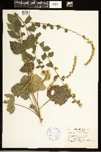 Solidago ulmifolia image