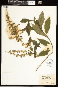 Solidago ulmifolia image